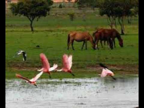 Burro Burrote - Joropo