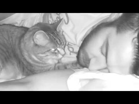 Rescue cat does the sweetest thing for dad every night