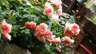 ある雨な日。。Don't It Make My Brown Eyes Blue♬