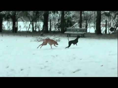 05_Des GALGOS très " Rock and Roll" !!!...