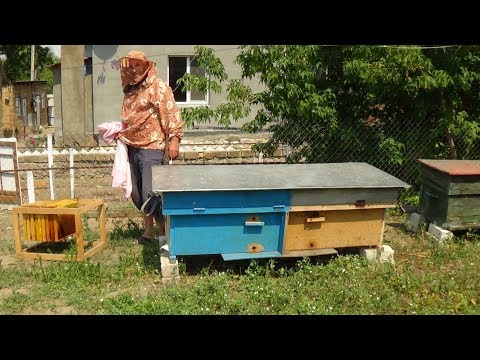 Отбираем медовые рамки на пасике у валентина