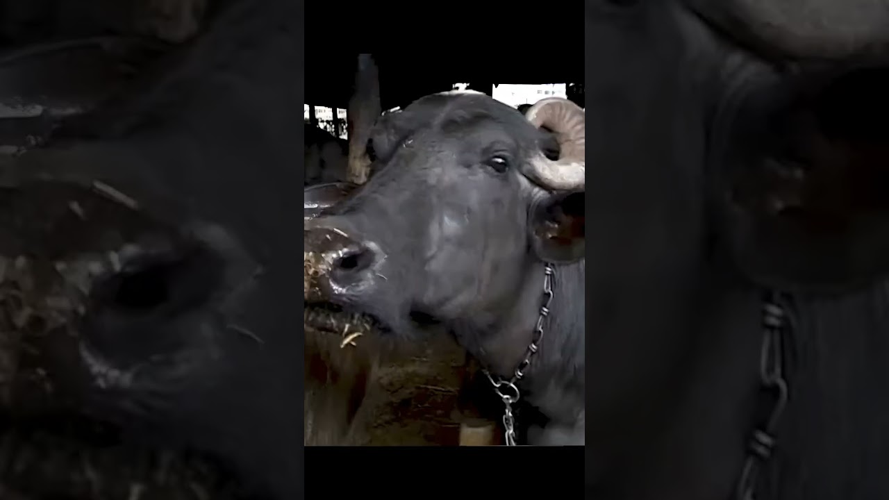 the OTHER EYE (Enhanced 4K)