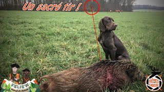 Sacré tir de sanglier chasse en battue dans les V