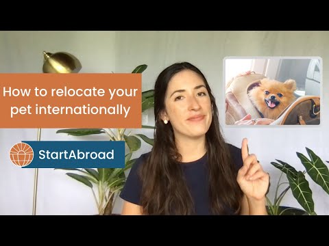 Moving Your Pets Internationally: Overcoming Challenges and Exploring Options