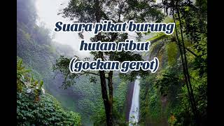 Download lagu Suara pikat burung ribut, (goekan) . specialis hutan tropis ,  mp3