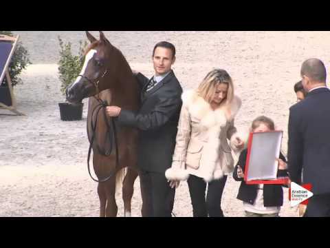 3rd PLACE-N.27 D NASHWA - DEAUVILLE 2015 - Junior Fillies Championship (Class 18)