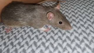 Rat play with Alfredo , cute Rat relaxing🐁