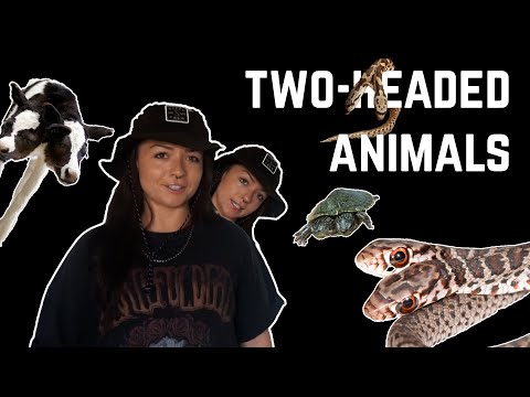Real Cryptids: TWO-HEADED SNAKES! | Lindsay Nikole