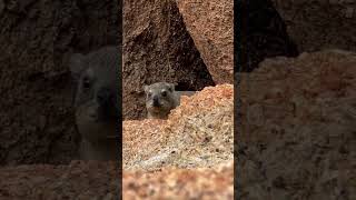 A Rock hyrax at Namibias Spitzkoppe