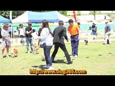 2016.05.14 KKC Shiba Inu Specialty Show