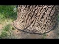 Carpenter Ants Surrounding Base of Tree in Sayreville, NJ