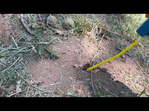 Carpenter Ants Surrounding Base of Tree in Sayreville, NJ