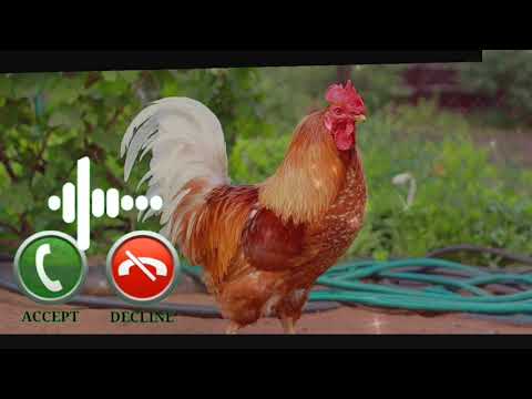 cock status || cut cock voice ringtone || whatsapp status || cock song