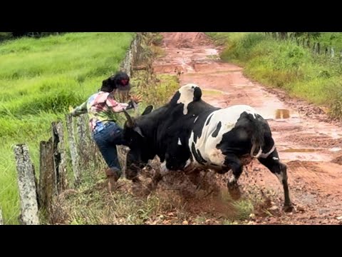 BOI QUASE MATA PEÃO COM O CHIFRE😰POR POUCO O PIOR QUASE ACONTECE