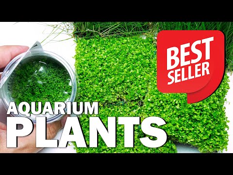 BEST SELLER AQUARIUM PLANTS OF 2021 at Green Aqua - The Most Popular Ones