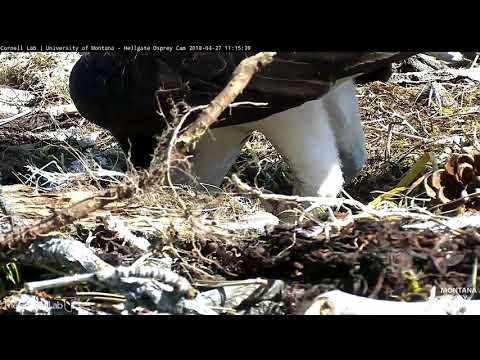 A First Look at the First Egg of 2018, April 27, 2018 | Hellgate Ospreys