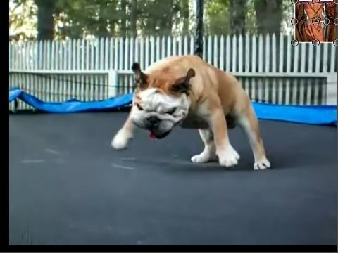The Trampoline Isn't Just for Humans!