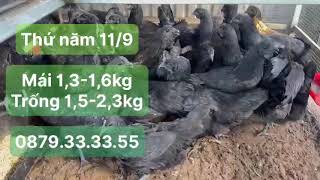 Thứ năm 11/09