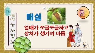 [농사정보] 매실_복숭아씨살이좀벌