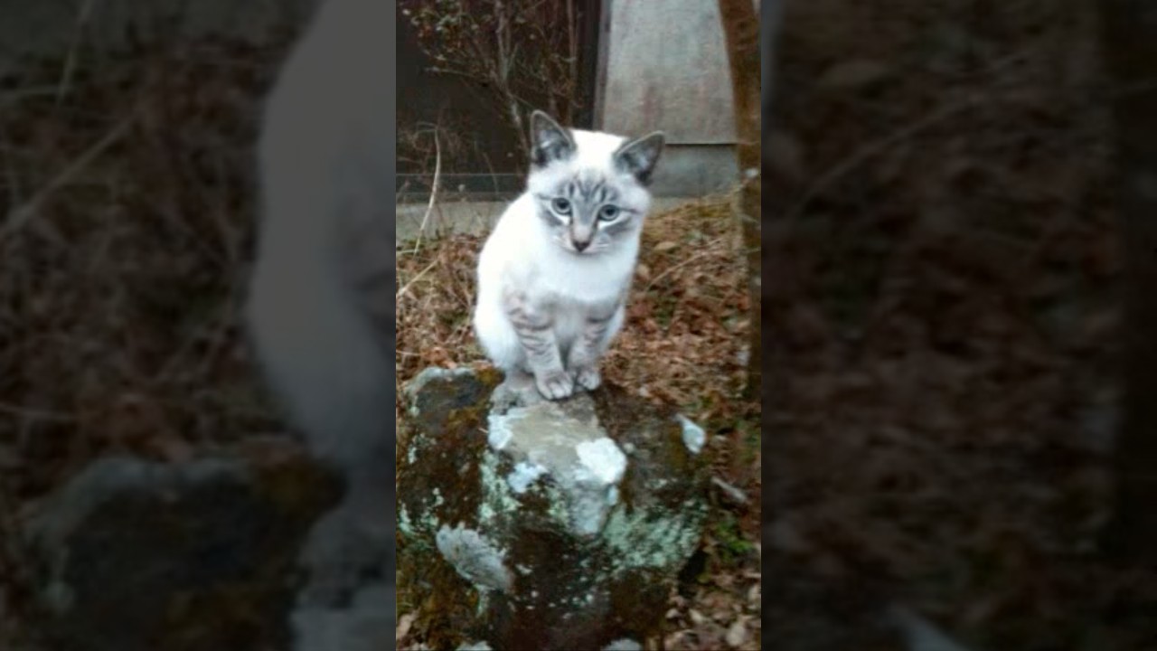 【いなか猫、過去動画の切り抜き（104）】 #いなか猫 ＃猫画像＃shorts