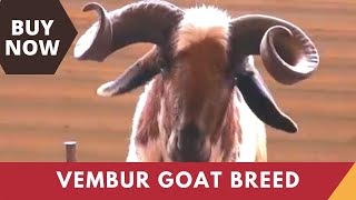 Vembur Goat - a goat breed from Tamilnadu