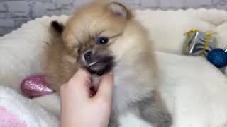 ポメラニアンの動画01