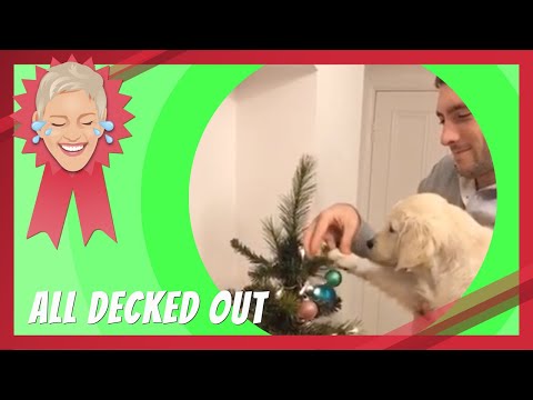 全部裝潢完畢 (All Decked Out)