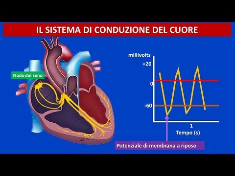 Prostatite Combilipen Esercizio per il massaggio prostatico