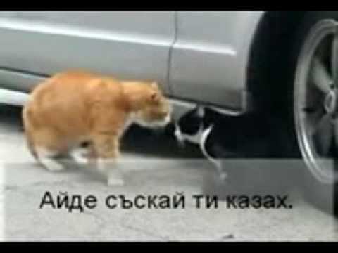 Котешки спор