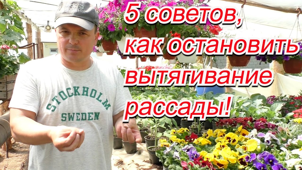 Ещё не высадили рассаду и она вытягивается? Тогда смотрим это видео!