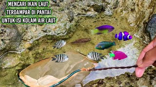 Download lagu MENCARI IKAN DI PANTAI UNTUK ISI KOLAM AIR LAUT mp3 Download lagu MENCARI IKAN DI PANTAI UNTUK ISI KOLAM AIR LAUT mp3