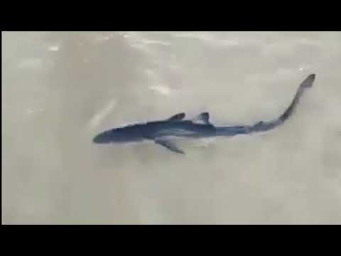 Un hombre devuelve al mar una cría de tiburón en Aguete