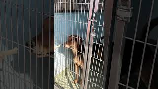 Video preview image #1 Rhodesian Ridgeback-Unknown Mix Puppy For Sale in Pasadena, CA, USA