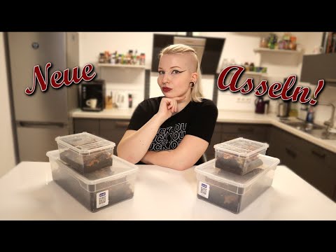 Neue Asseln! - Haul 🪲 | Natural Born Killers - NBK Nürnberg | Liliths Colorful Garden