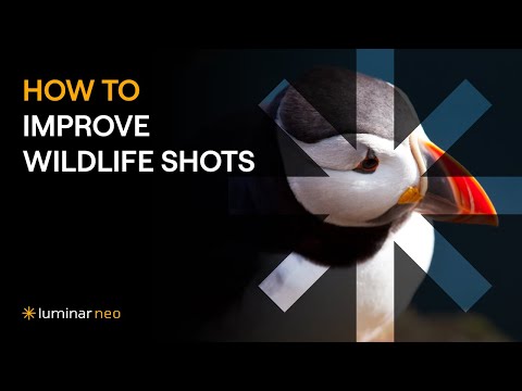 So verbessern Sie Tieraufnahmen | Luminar Neo Tutorial