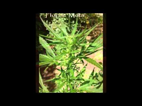 los capos de mexico el macizo de oaxaca