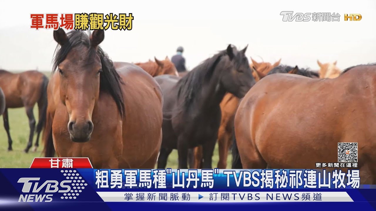 粗勇軍馬種「山丹馬」 TVBS揭秘祁連山牧場