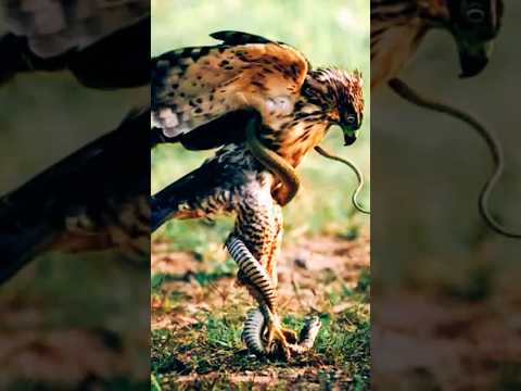 Epic Hawk vs. Snake Showdown – Who Wins? 🦅🐍 Vote Now!