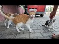 Stray Cats Meowing Very Loudly Are Very Hungry