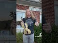 Difference Between a Violin and a Fiddle?