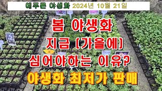 24년10.21) 봄야생화 지금 심어야하는 이유? 야생화 최저가