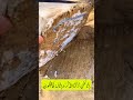 MashaAllah Quran Ki Kisi Bhi Ayat Ko Koi Nuksan Ni Poncha Shortvideos Shorts Viral