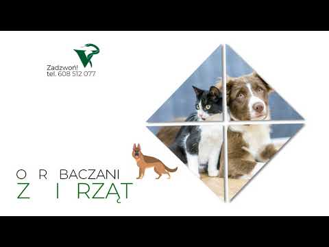 Zobacz filmy filmy