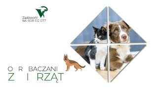 Zobacz filmy filmy