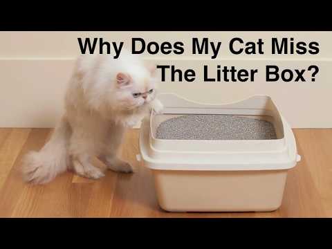 Why Does My Cat Miss The Litter Box?
