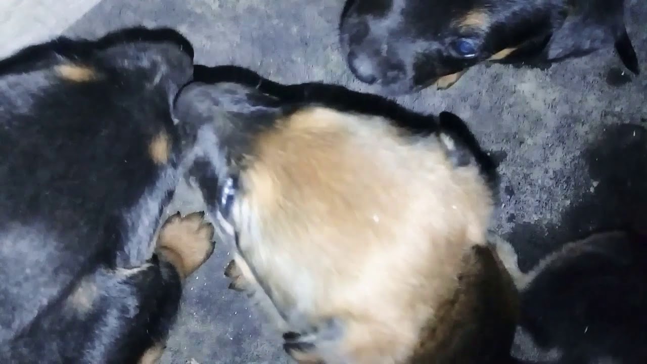 Cruza de pastor alemán y rottweiler