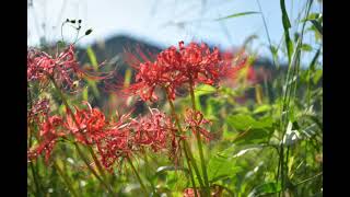 曼珠沙華・津保川