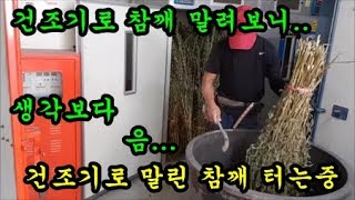 참깨농사 국산참깨를 건조기에넣고 말려서 참깨를 털어보았습니다