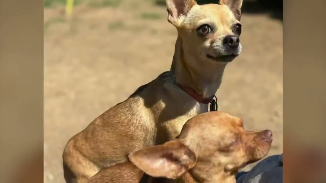 Enlarge Brooklyn & Poodle, a ADOPTABLE Chihuahua in Shippenville, PA video 3/6