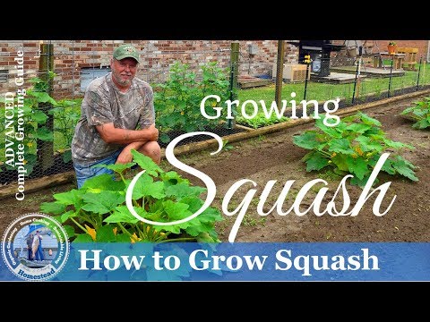 , title : 'How To Grow Squash - Yellow Crookneck Squash and Zucchini Squash'